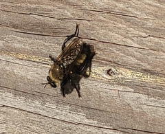 Laphria posticata
