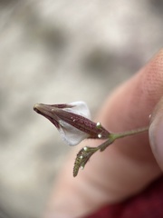 Cordylanthus nevinii