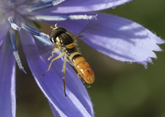 Sphaerophoria sulphuripes