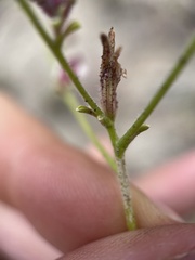 Cordylanthus nevinii