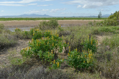 Crotalaria mitchellii