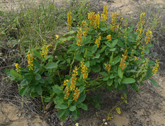 Crotalaria mitchellii