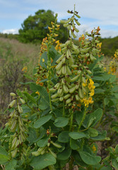 Crotalaria mitchellii
