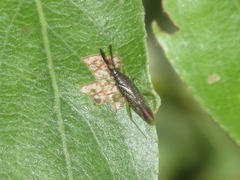 Heterotoma