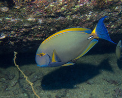 Acanthurus dussumieri