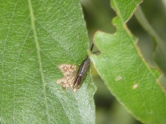 Heterotoma