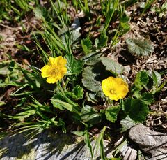 Geum montanum