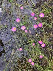 Sabatia kennedyana