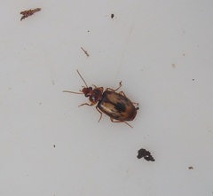 Philophlaeus luculentus
