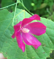 Callirhoe digitata