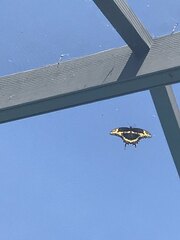 Heraclides cresphontes