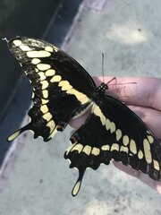 Heraclides cresphontes