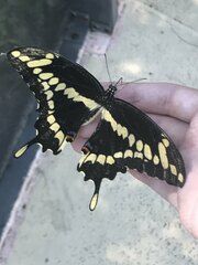 Heraclides cresphontes