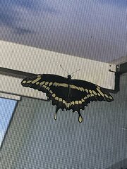 Heraclides cresphontes