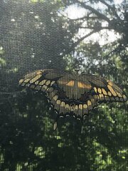 Heraclides cresphontes