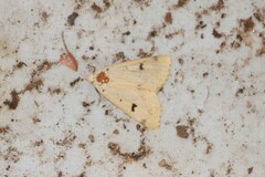 Scolecocampa atriluna