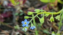 Myosotis cespitosa