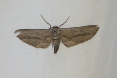 Holochroa dissociarius