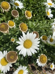 Leucanthemum vulgare