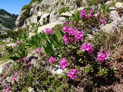 Rhododendron myrtifolium