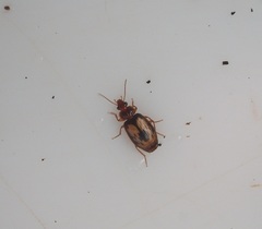 Philophlaeus luculentus
