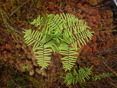 Gleichenia ×punctulata