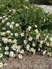 Leucanthemum vulgare