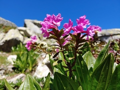 Rhododendron myrtifolium