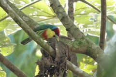 Eubucco versicolor steerii