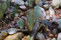 Opuntia chlorotica