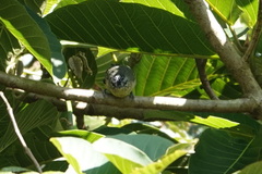Herpsilochmus axillaris