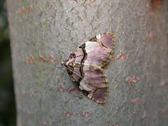Anticlea derivata