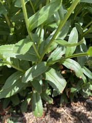 Leucanthemum vulgare