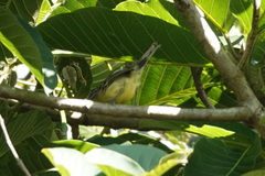 Herpsilochmus axillaris