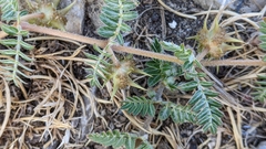 Tribulus terrestris