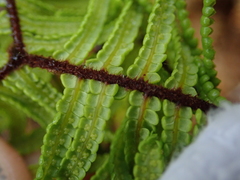 Gleichenia ×punctulata