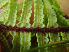 Gleichenia ×punctulata