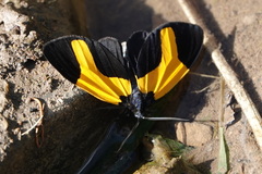 Cyllopodini