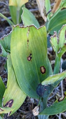 Phyllosticta cruenta