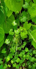 Vitis rotundifolia