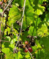 Vitis rotundifolia