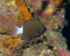 Pycnochromis hanui