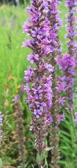 Hyssopus officinalis