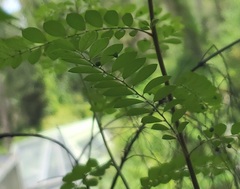 Phyllanthus tenellus