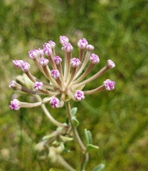 Abronia nealleyi