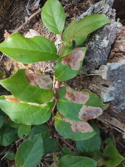 Cameraria gaultheriella