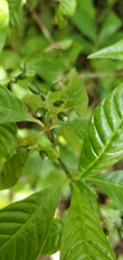 Psychotria nervosa
