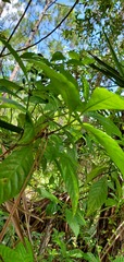 Psychotria nervosa