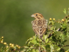 Emberiza cirlus