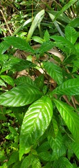 Psychotria nervosa